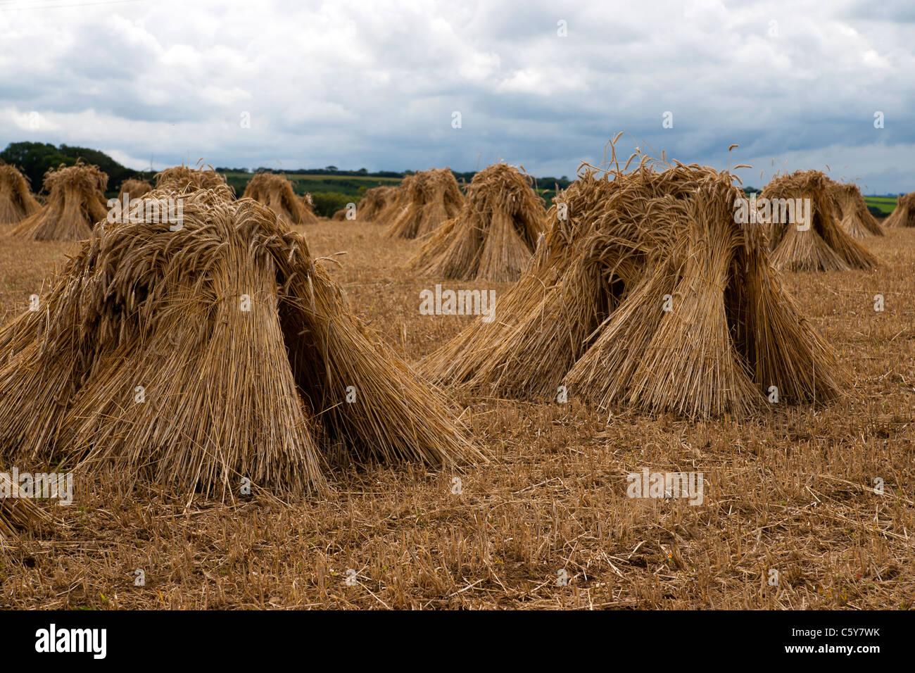 wheat sheaf bundles stacked up in field ready for thrashing Stock Photo