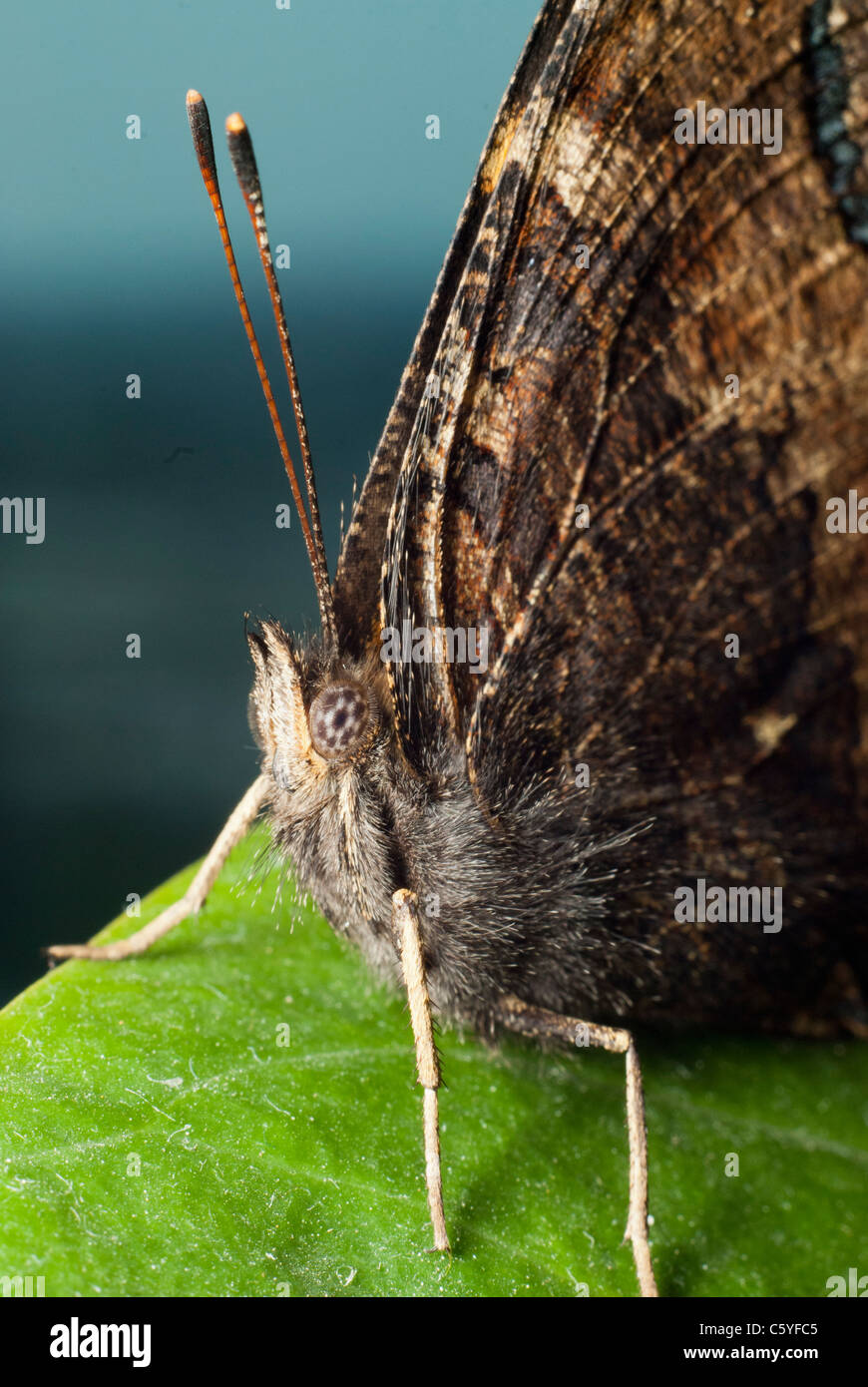 Monarch Butterfly Sitting On The Green Leaf Stock Photo Alamy