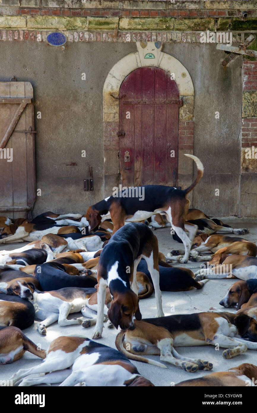 Hunting hounds, Chateau Cheverny, Loire Valley, France Stock Photo
