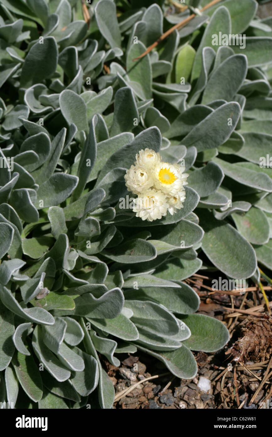 Everlasting Helichrysum Hi Res Stock Photography And Images Alamy