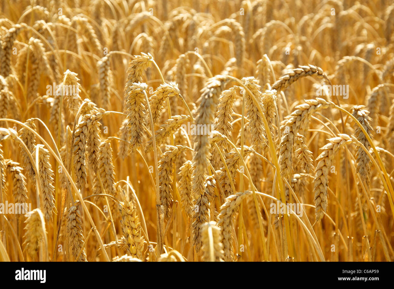 Ripe Golden Wheat Stock Photo Alamy