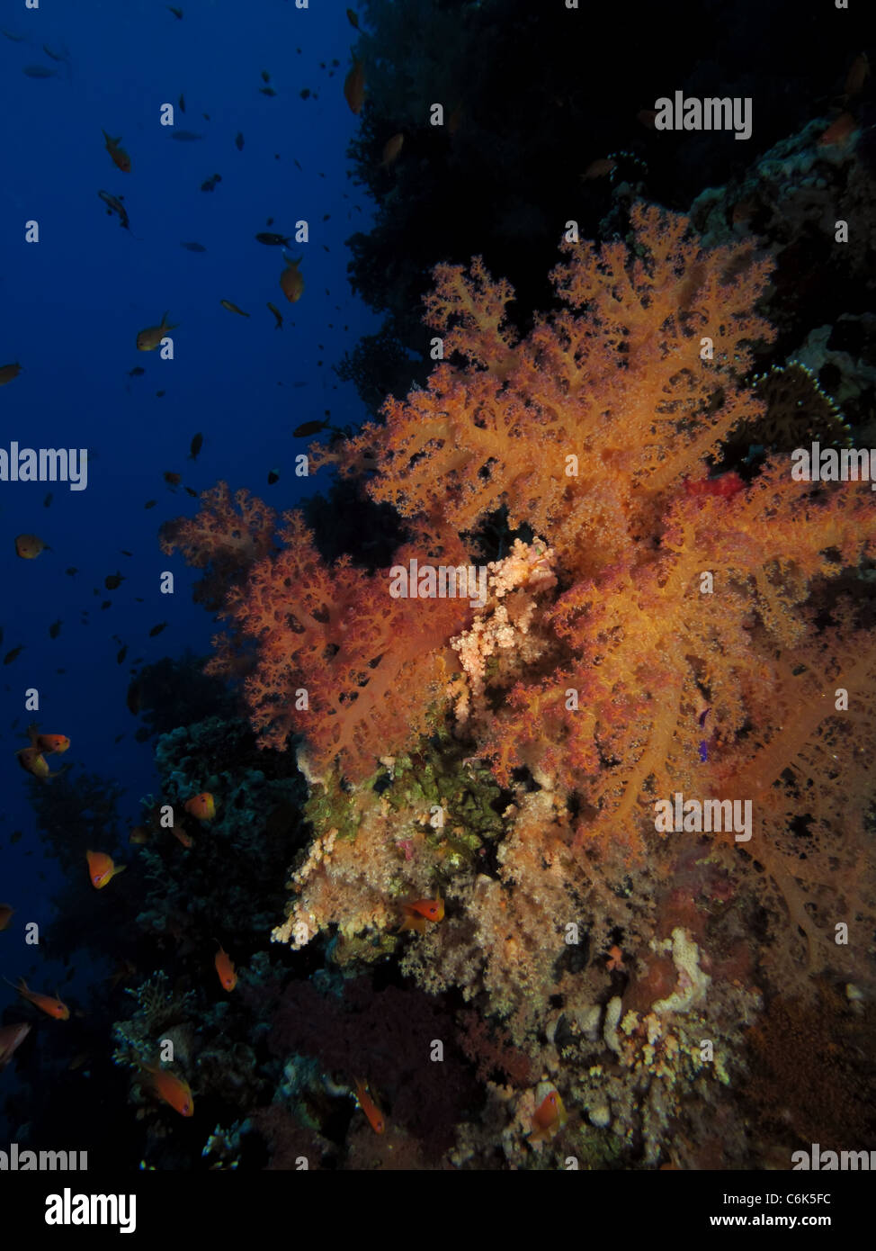 Underwater Pink Coral Hi Res Stock Photography And Images Alamy