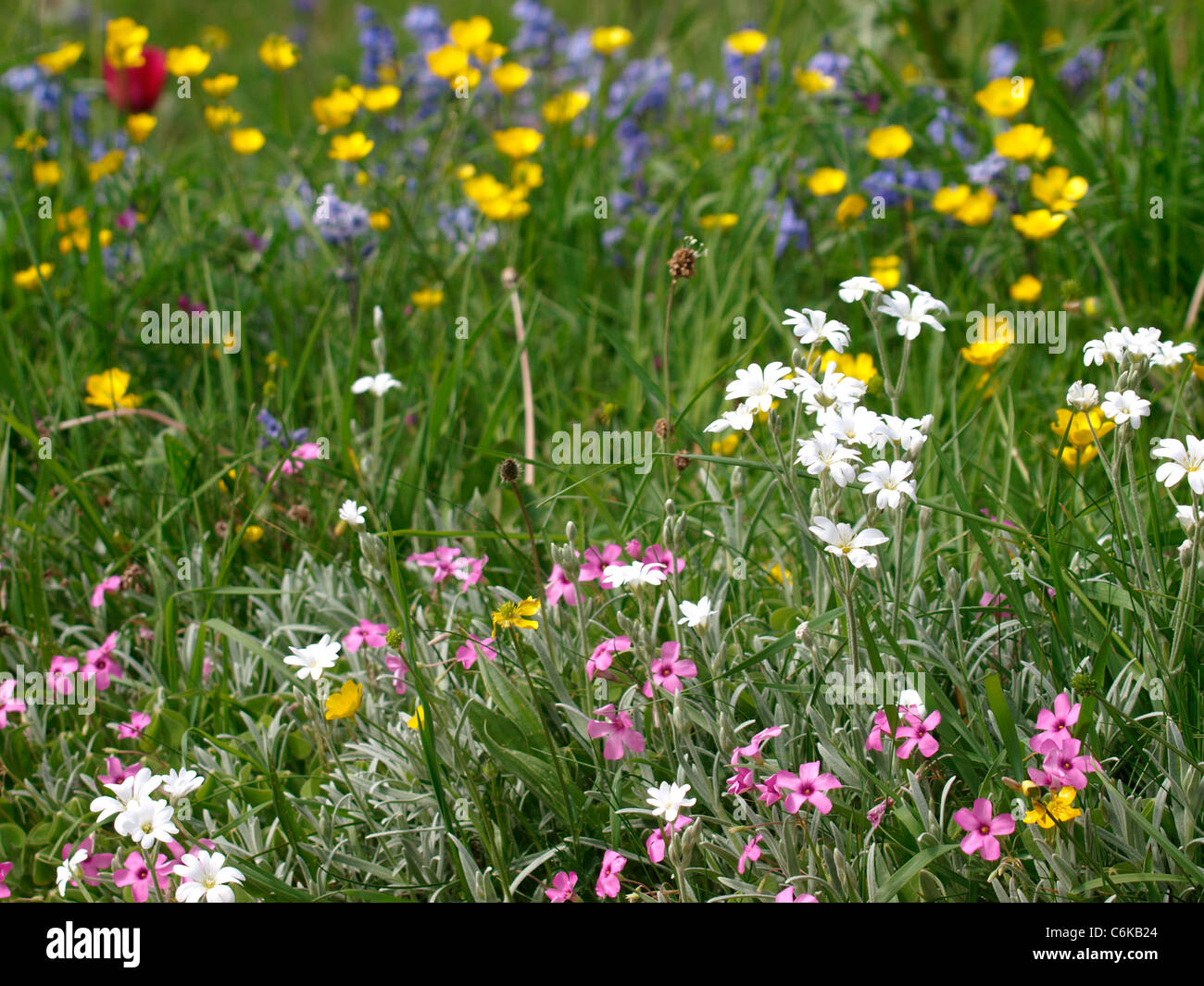 Wild flowers, UK Stock Photo, Royalty Free Image 38534444 Alamy