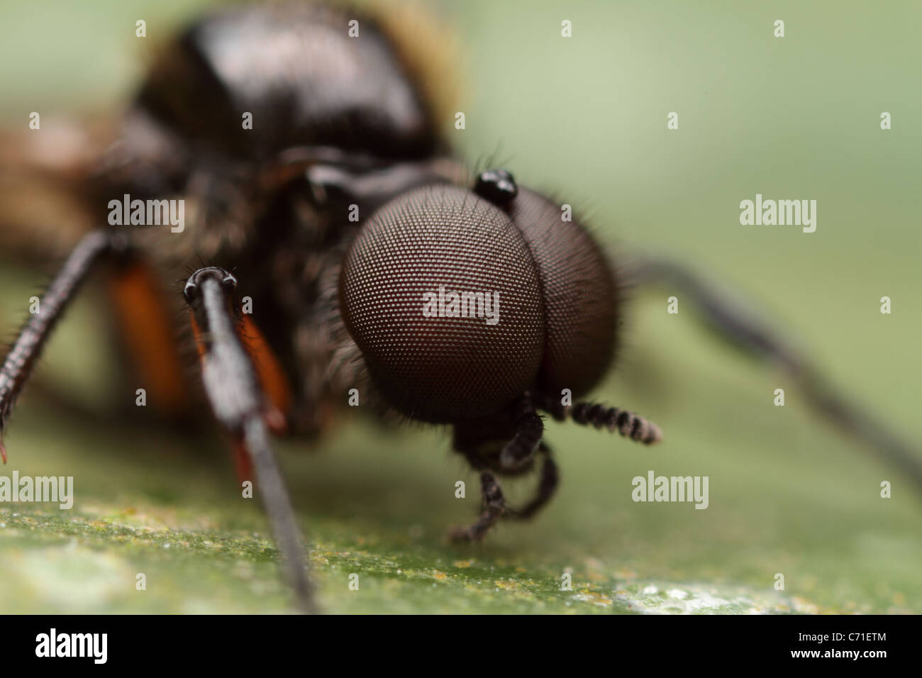compound eyes