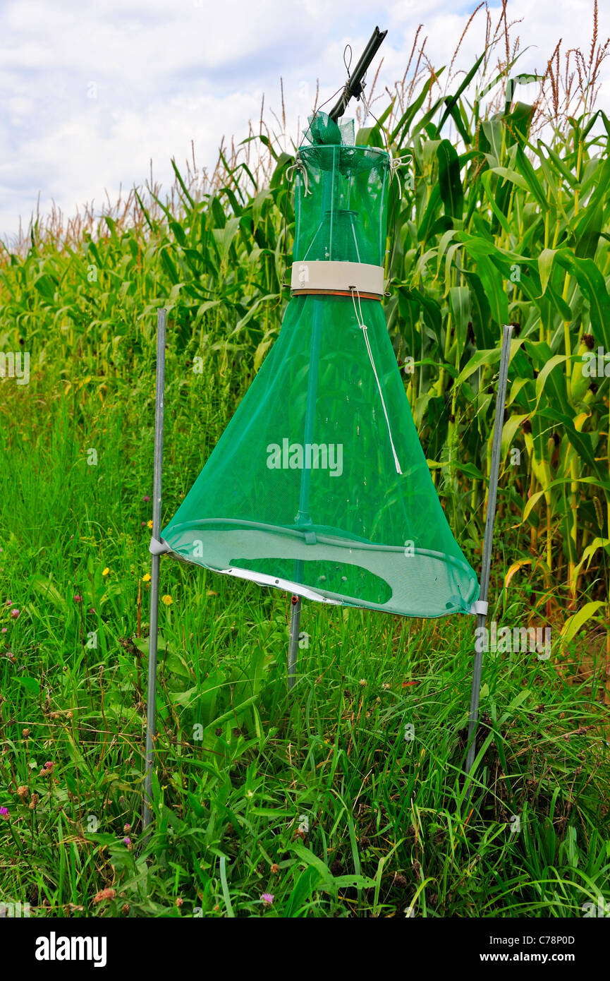 Pheromone trap for the European Corn Borer moth (Ostrinia nubialis