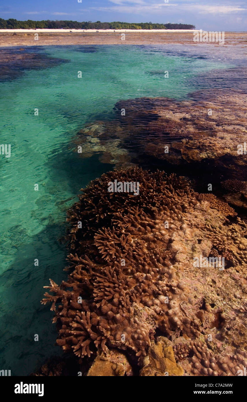Corals growing in tidepool on reef flat, North West Island, Capricorn