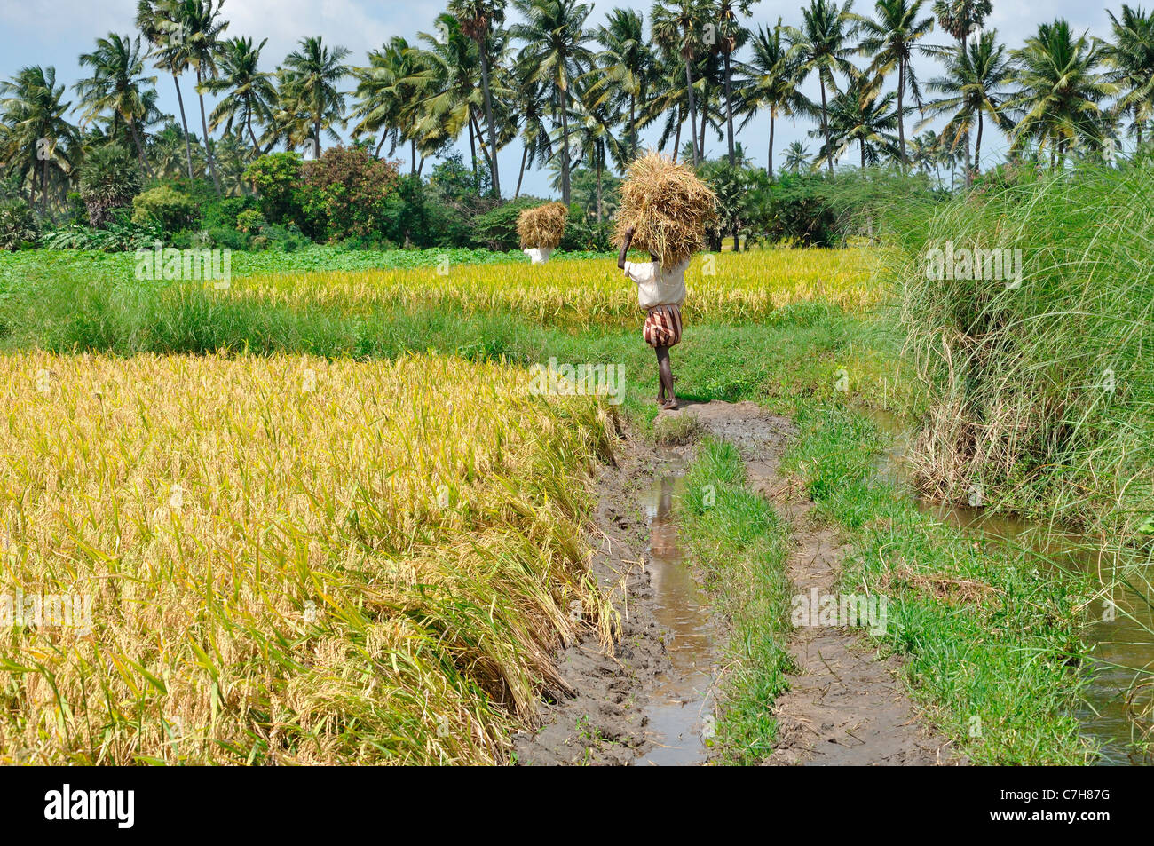 Paddy Field of Kerala, India Stock Photo 39102996 Alamy