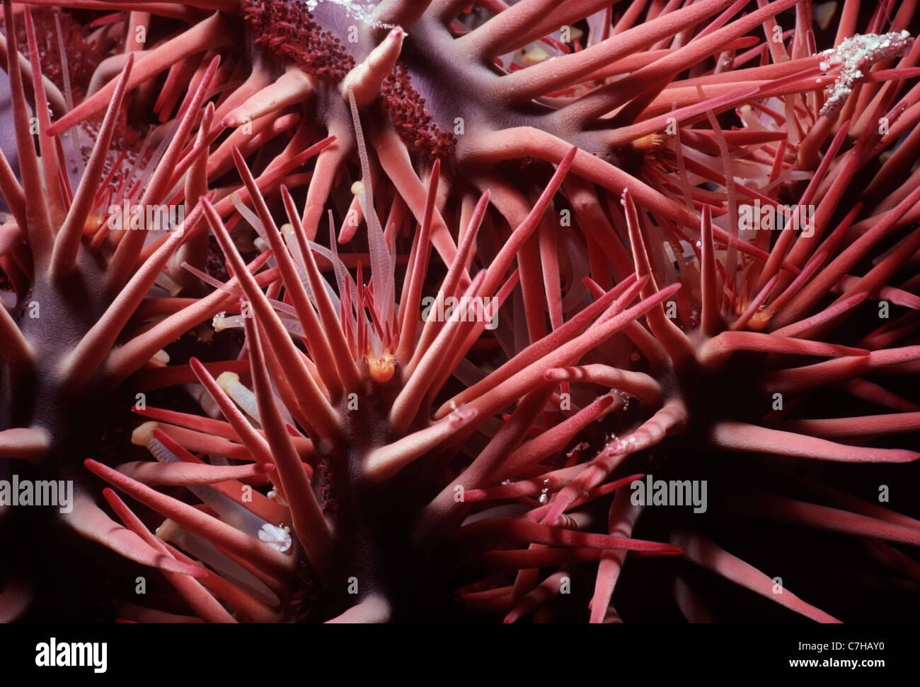 Poisonous Spines of Crown-of-Thorns Starfish (Acanthaster planci Stock