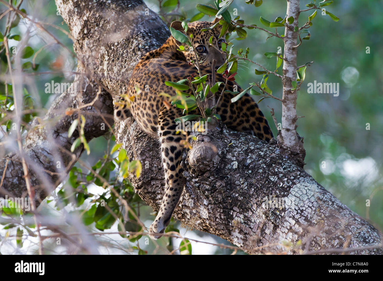 Frightened Leopard Cub On A Tree At Yala Np Sri Lanka While Its Mother