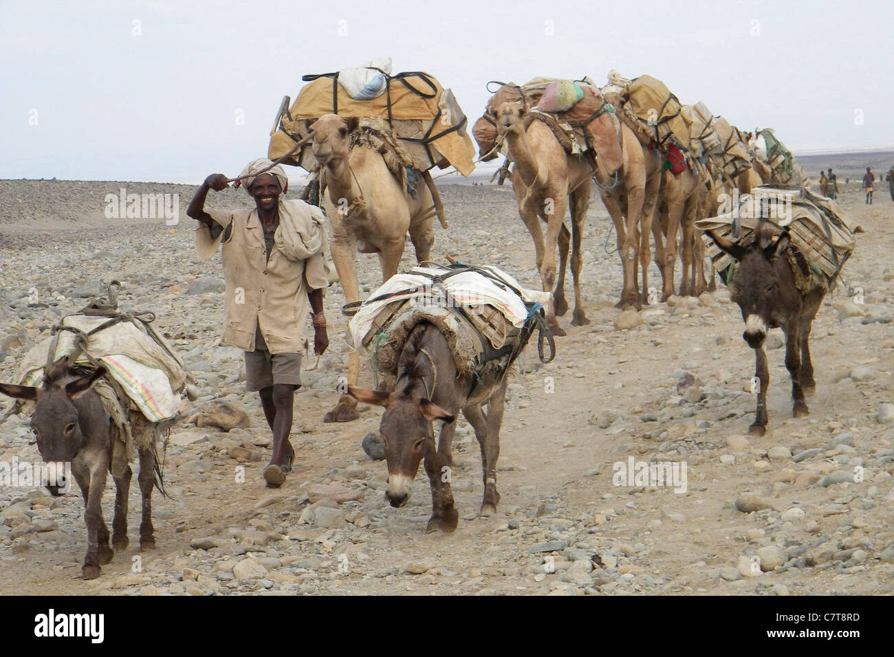 Africa, Ethiopia, Danakil, Afar Nomads caravan Stock Photo, Royalty