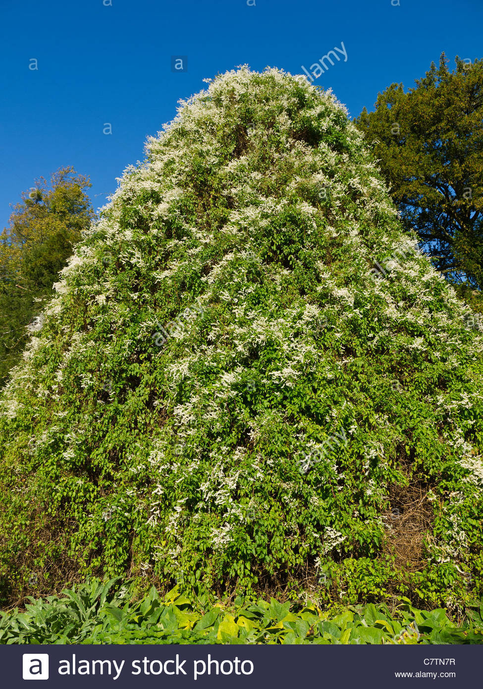 Russian Vine Mile a Minute Climber Stock Photo, Royalty Free Image