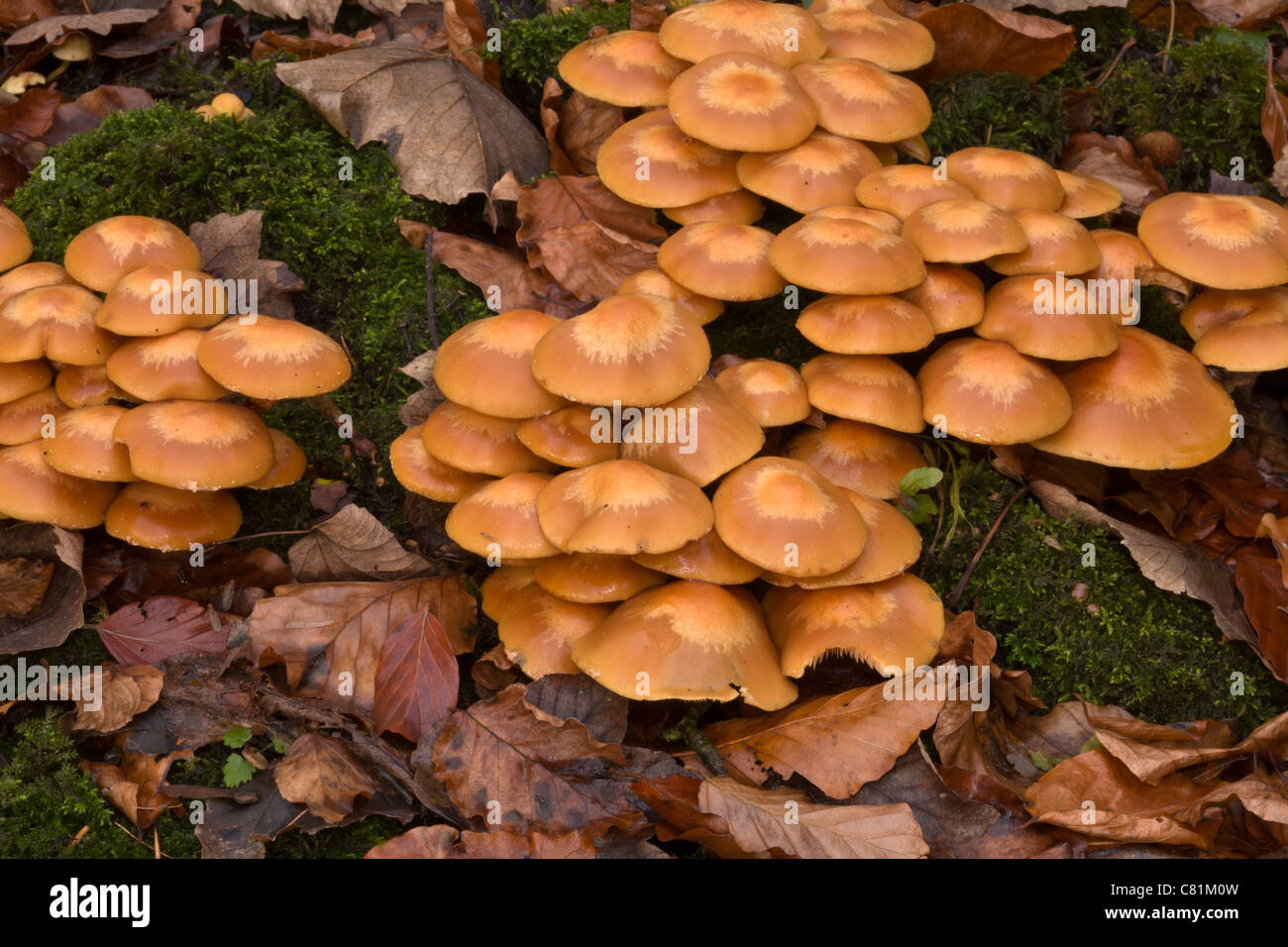Kuehneromyces mutabilis, Brown Stew Fungus growing on a tree stump in Stock Photo, Royalty Free
