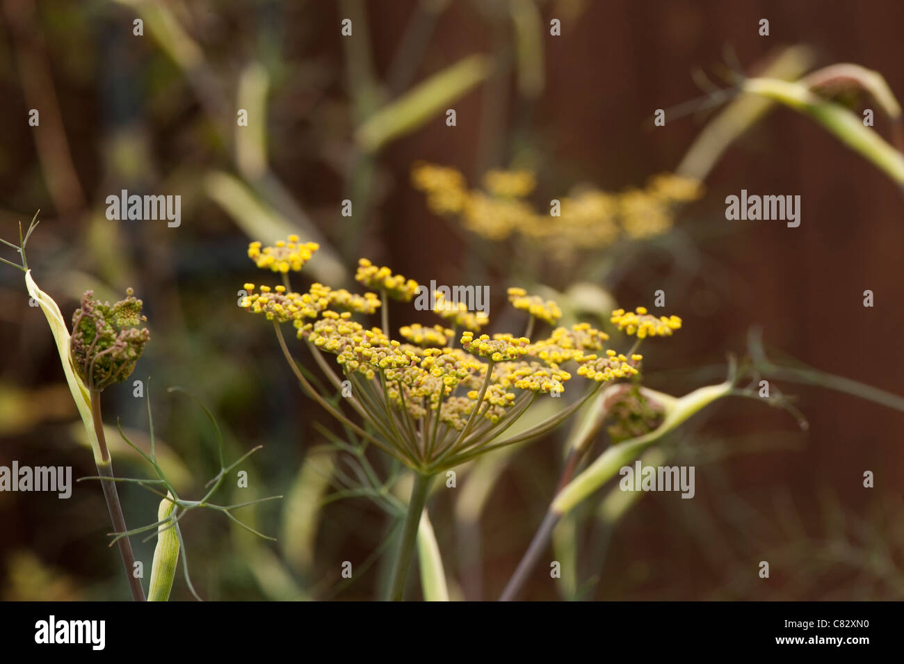 Bronze Fennel Foeniculum Vulgare Purpureum In Flower Stock Photo