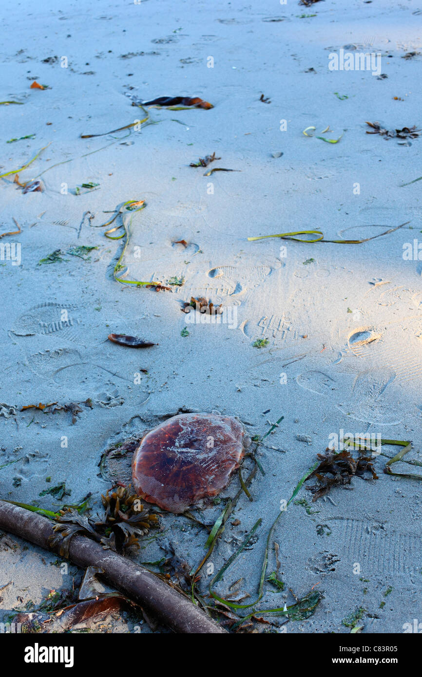 Red Jellyfish Washed Up On A Sandy Beach Beside Some Sea Kelp Stock