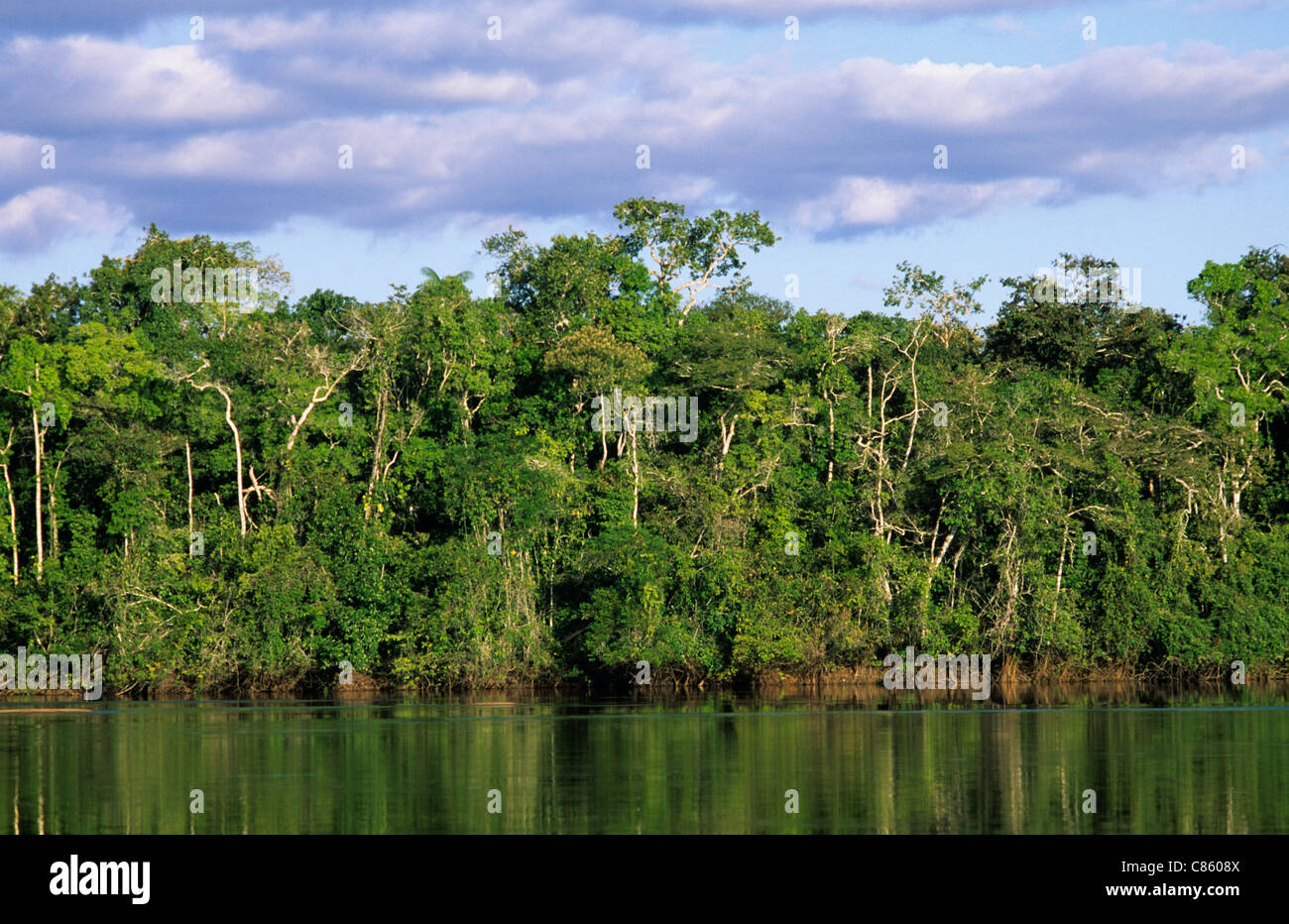 Juruena River, Mato Grosso State, Brazil. Riverside vegetation in the