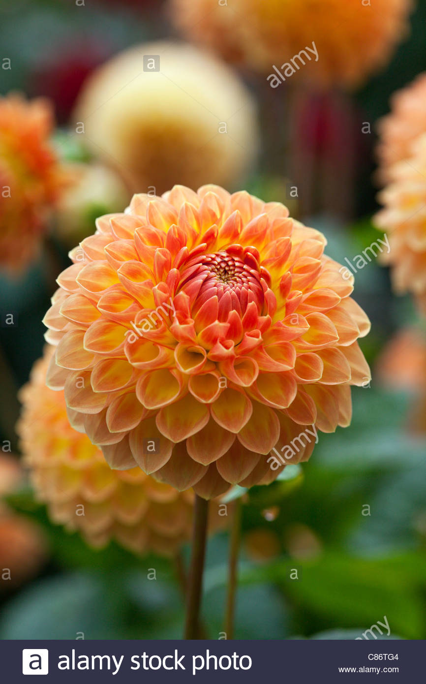 Dahlia ‘Blyton Softer Gleam’ Stock Photo, Royalty Free Image: 39488964