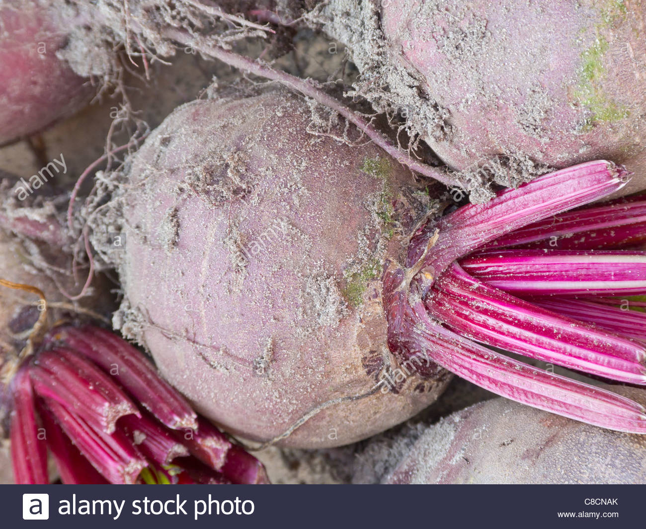 Beetroot Harvest Closeup Stock Photo, Royalty Free Image 39618171 Alamy