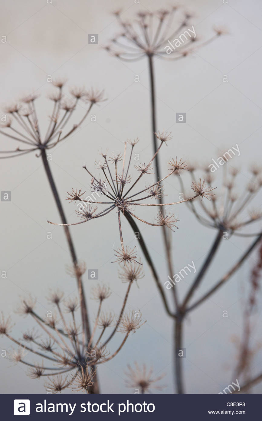 Anthriscus sylvestris (cow parsley) seed heads Stock Photo 39648288