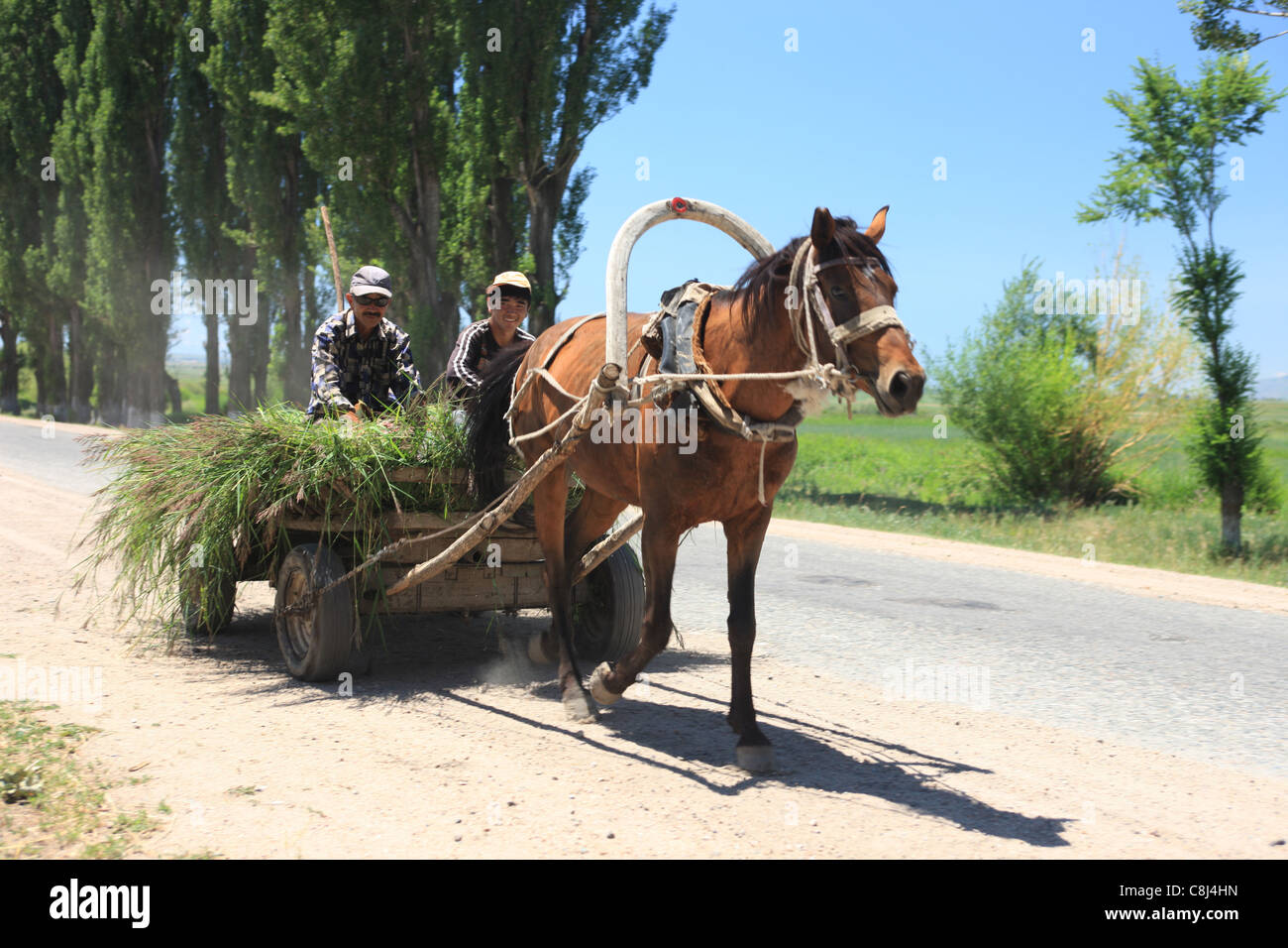 horsedrawn vehicle, horse, horse carriage, carriage, horse Stock Photo