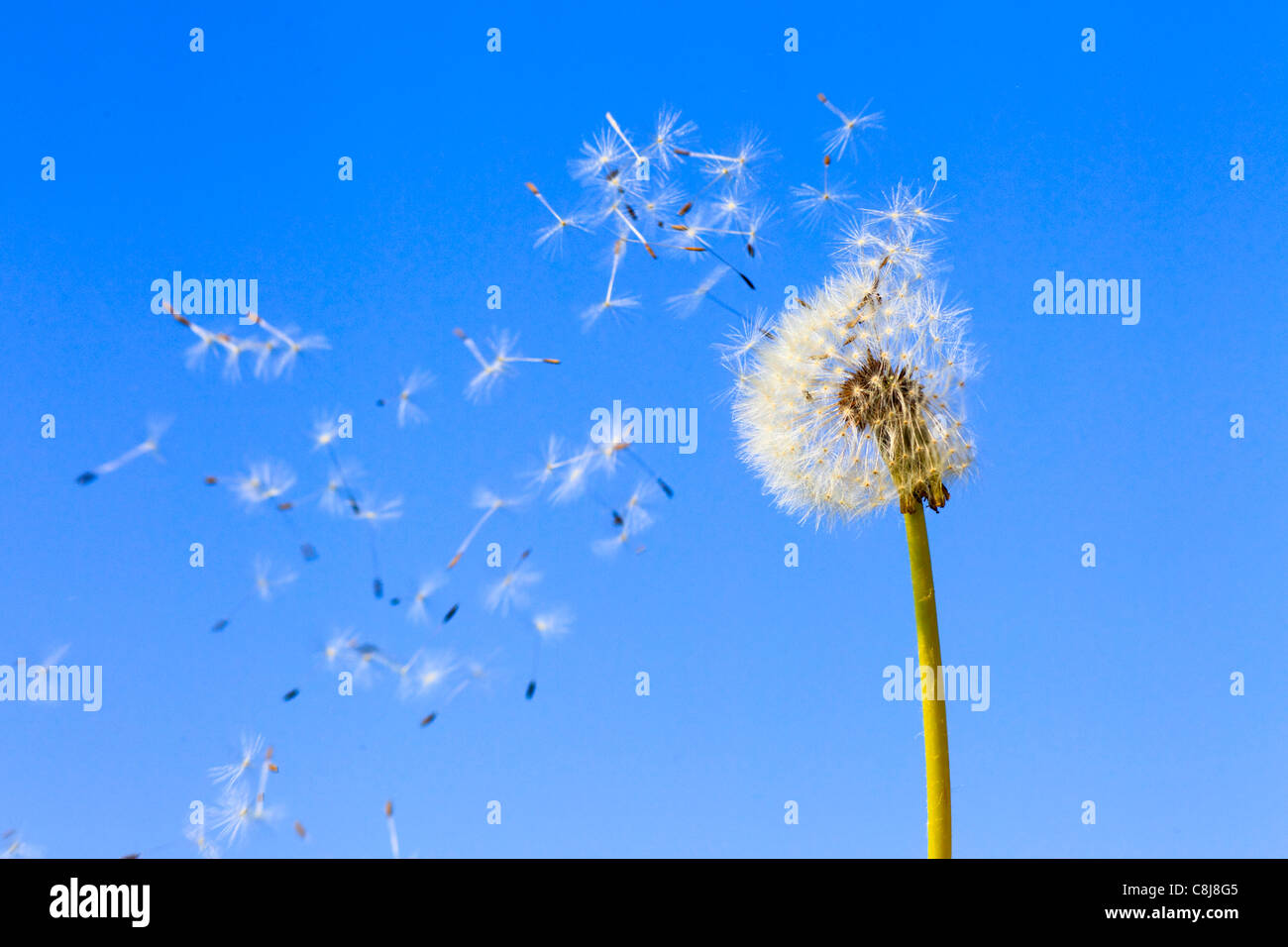 Flower, detail, flora, fly, reproduction, sky, ease, air, dandelion Stock Photo, Royalty Free