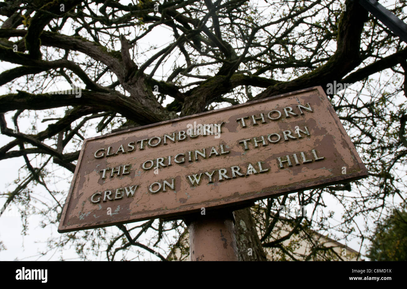The Holy Thorn Tree at Glastonbury Abbey in Somerset Stock Photo