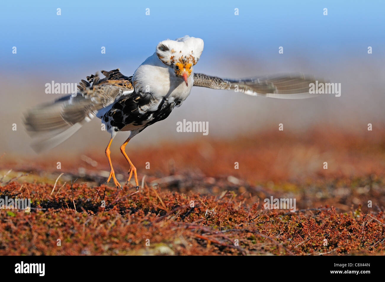 Ruff Philomachus Pugnax Male At Lek In Courtship Display In Breeding