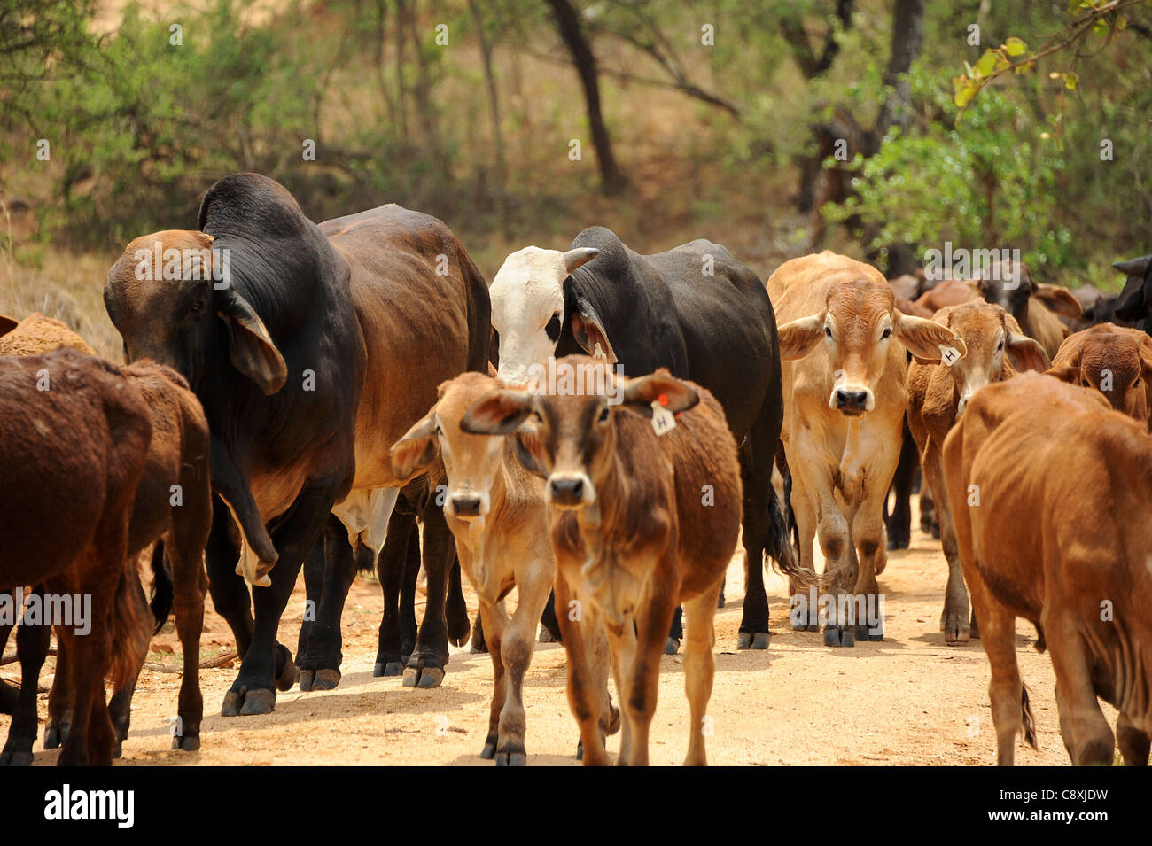 Cattle farming on Zimbabwean safari ranch Stock Photo, Royalty Free