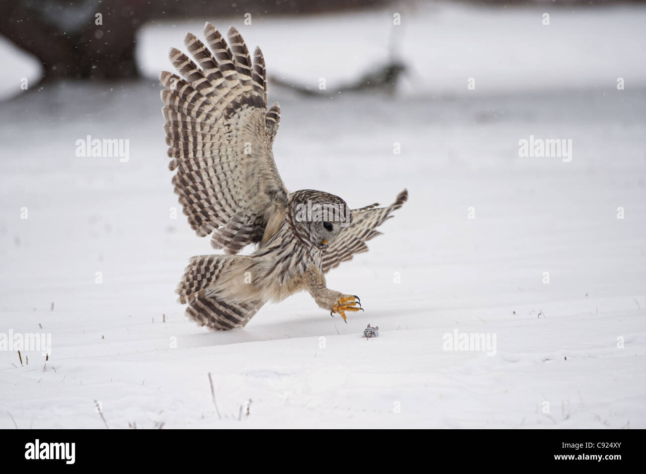Barred Owl swoops down to catch a mouse on top of the snow, Ontario