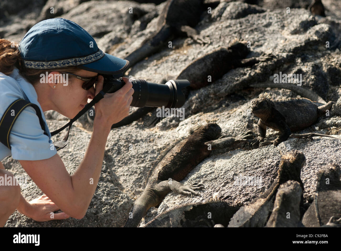 Woman Photographing Of Marine Iguana Amblyrhynchus Cristatus Punta