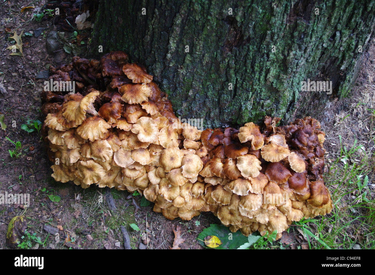 Large cluster of Armillaria mushrooms growing around a tree stump Stock Photo, Royalty Free