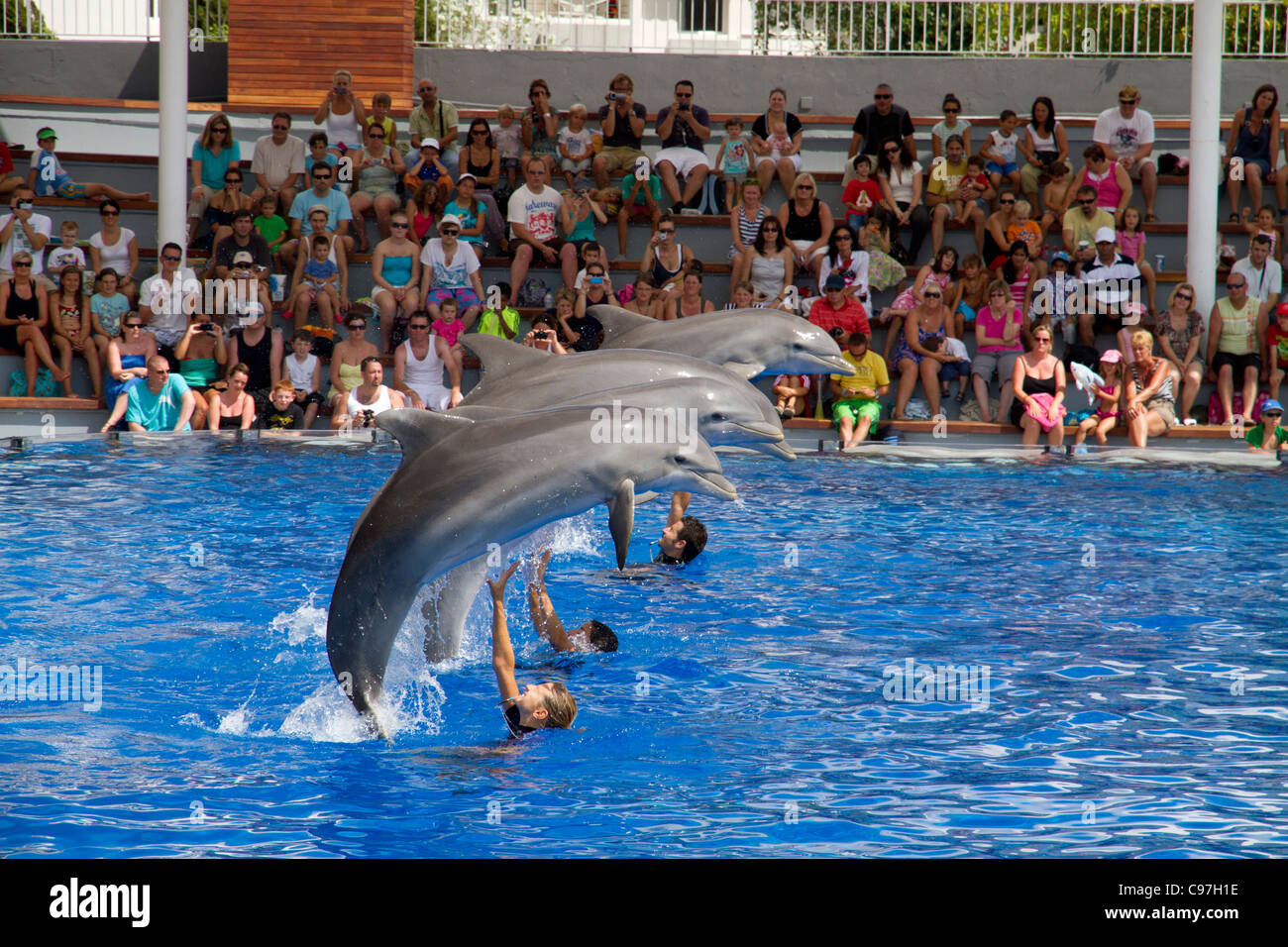 dolphin-show-in-marineland-mallorca-majo