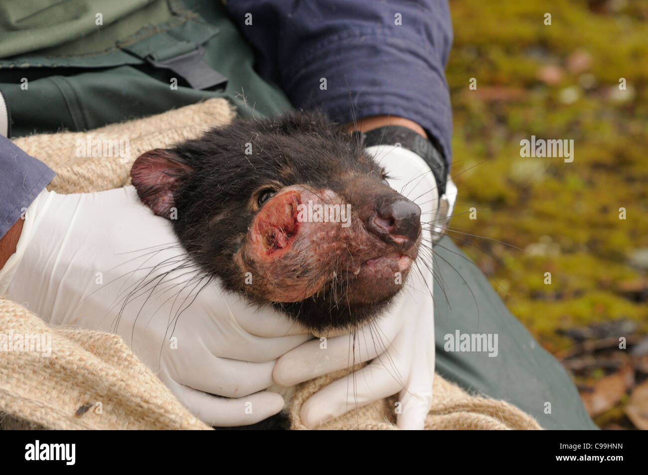 Tasmanian Devil Facial Tumour 81