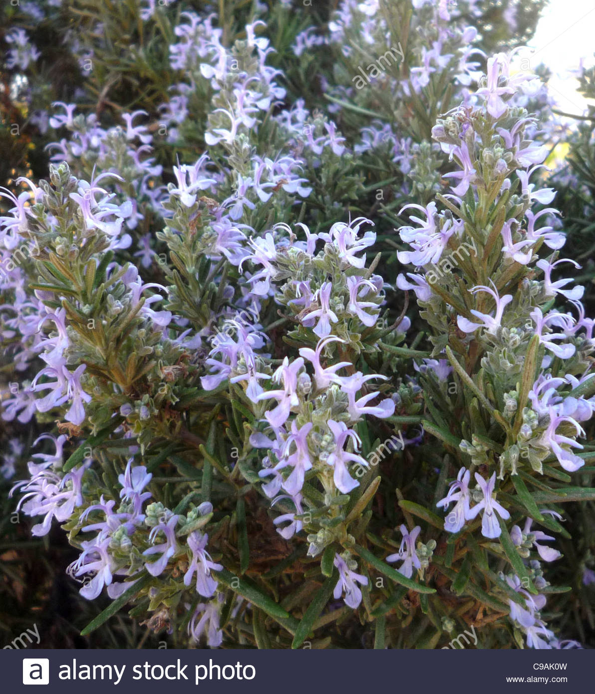 rosemary shrub rosemary Stock Photo, Royalty Free Image 40187081 Alamy