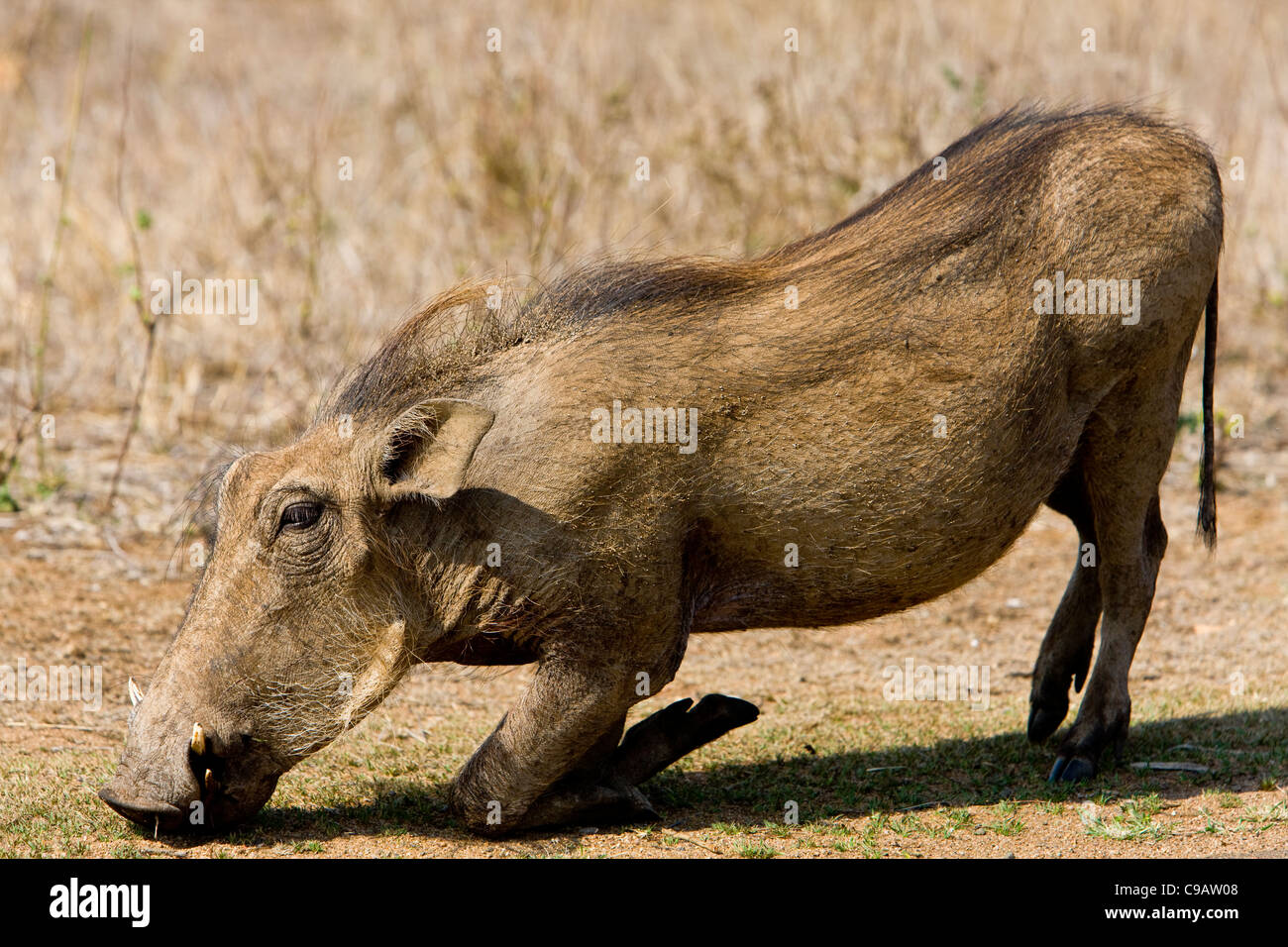 Warthog Phacochoerus Aethiopicus Stock Photo Alamy