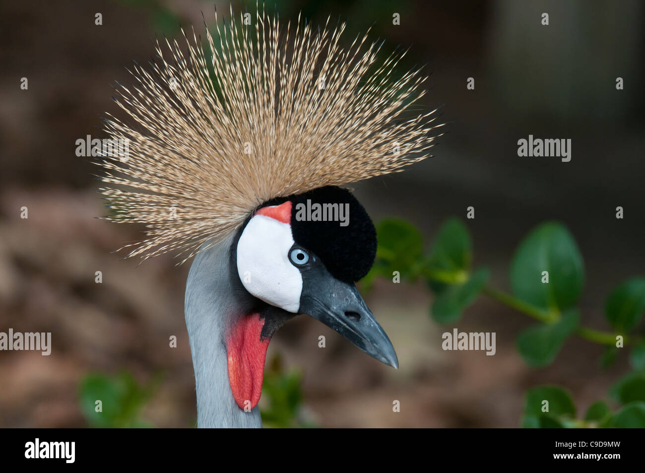 African Crowned Crane Balearica Regulorum Stock Photo Alamy