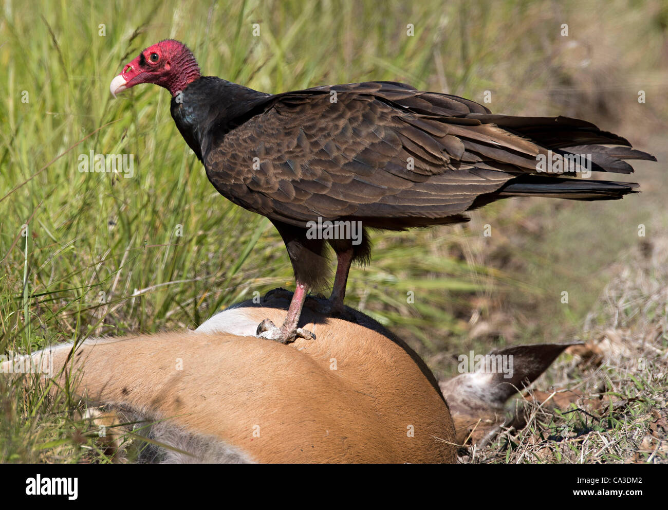 May 31, 2012 Glide, Oregon, U.S A turkey vulture feeds on a road