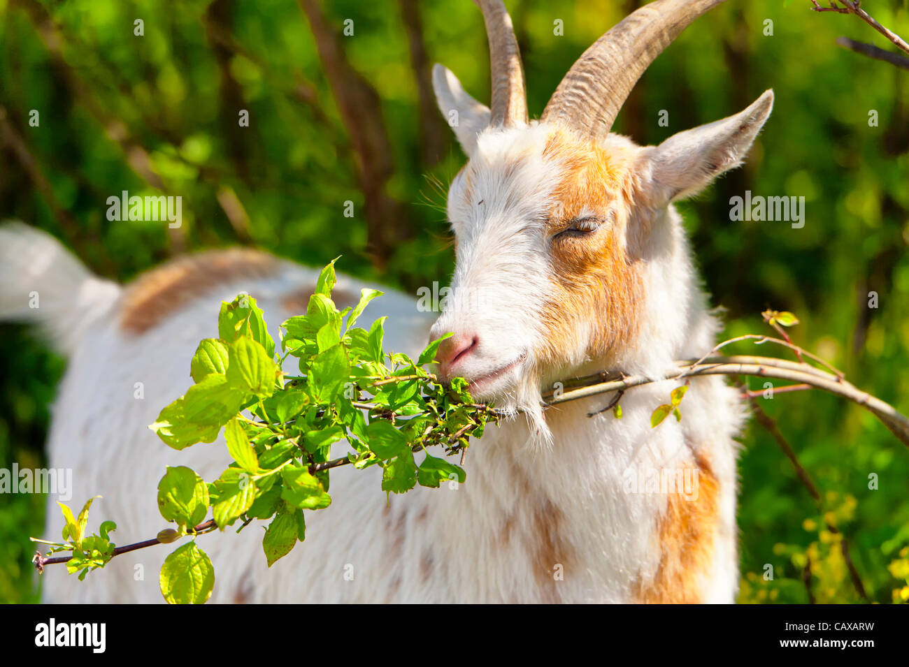 Nigerian Dwarf Goat Grazes, Helping Control Weeds In Environmentally