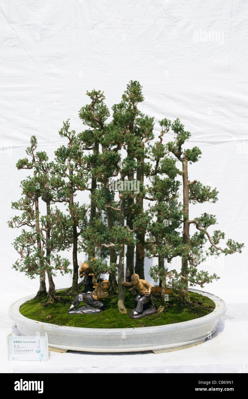 Bonsai Tree Hong Kong Stock Photos Amp Bonsai Tree Hong Kong Stock Bonsai Tree Hong Kong Stock Photos Amp Bonsai Tree Hong Kong Stock
