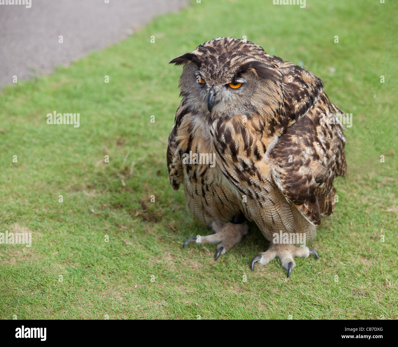 http://c8.alamy.com/comp/CB7DXG/i-hate-mornings!-a-european-eagle-owl-with-ruffled-feathers-and-looking-CB7DXG.jpg