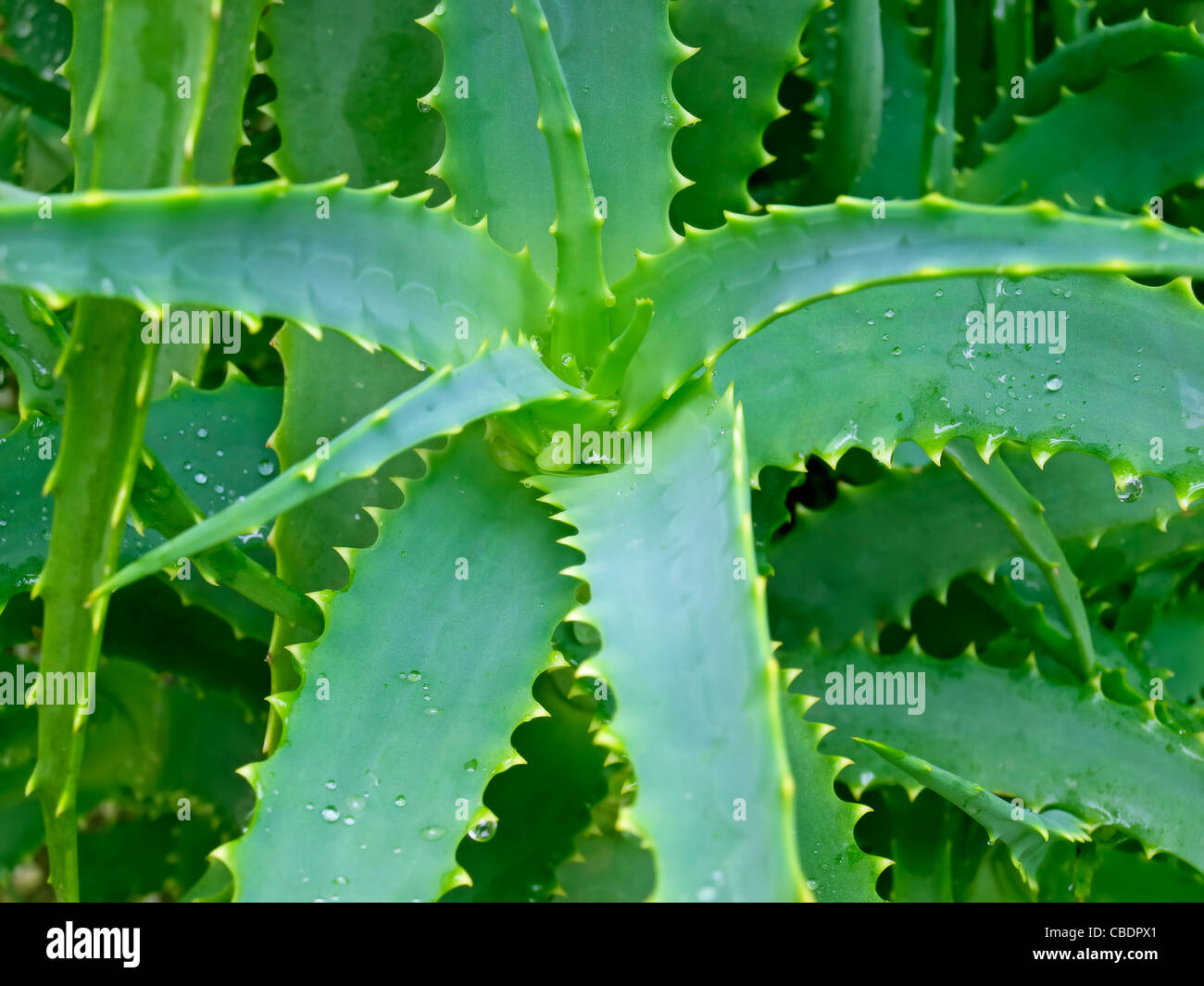 Close up of Aloe Vera cactus Stock Photo, Royalty Free Image: 41485305 ...