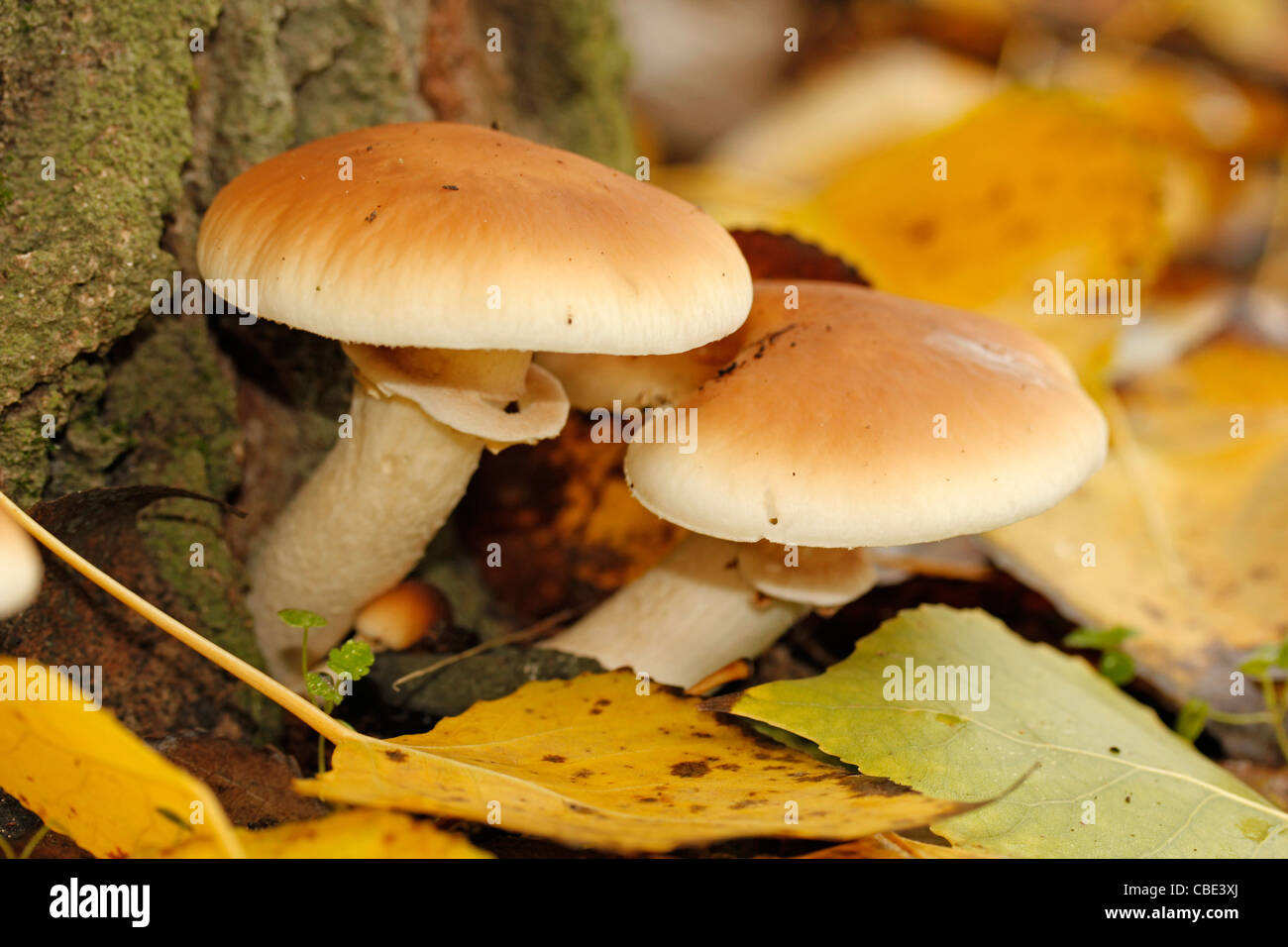 Black poplar mushrooms. Agrocybe aegerita Stock Photo, Royalty Free