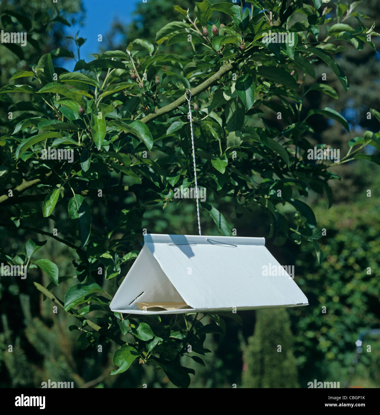 A pheromone trap in an apple tree to attract male codling moth (Cydia