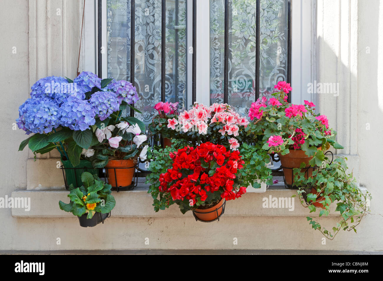 flowers for windowsill  28 images  exhausted happy the curtis casa, 1000 images about 