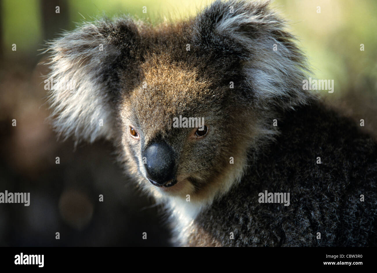 Koala Bear Phascolarctos Cinereus Portrait Australia Stock Photo