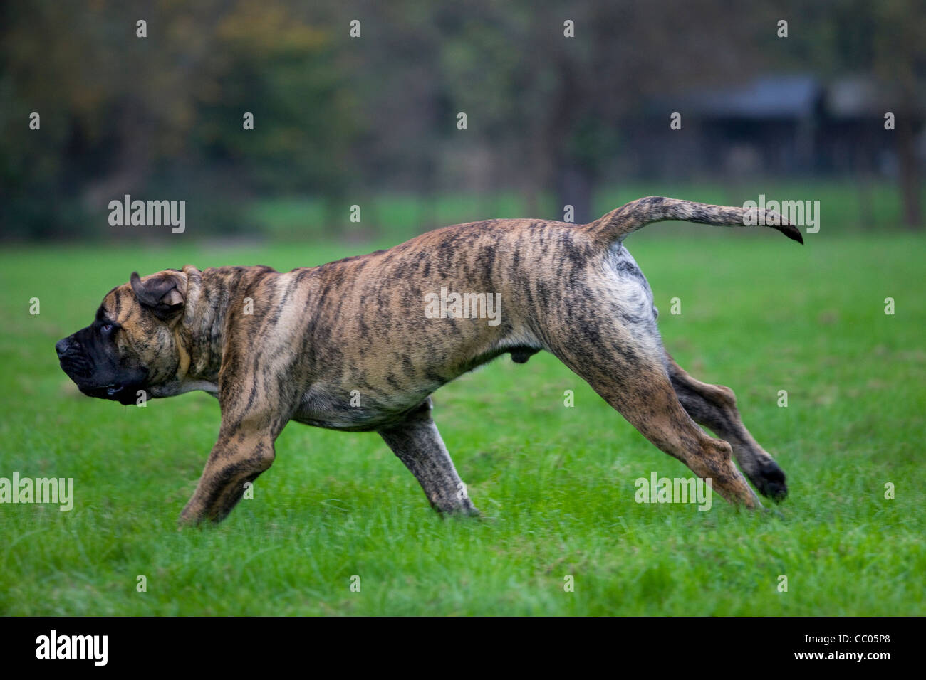 Boerboel, mastiff dog breed from South Africa, running in garden Stock