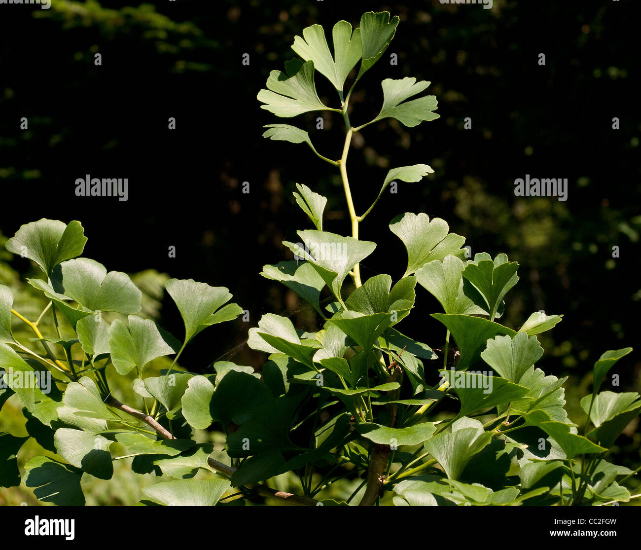 Ginkgo Biloba Variegata Hi Res Stock Photography And Images Alamy