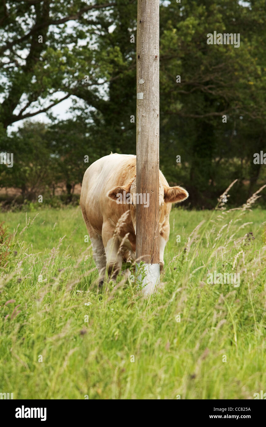 peek-a-boo-cow-hiding-behind-telegraph-pole-in-field-of-grass-in-norfolk-CC825A.jpg