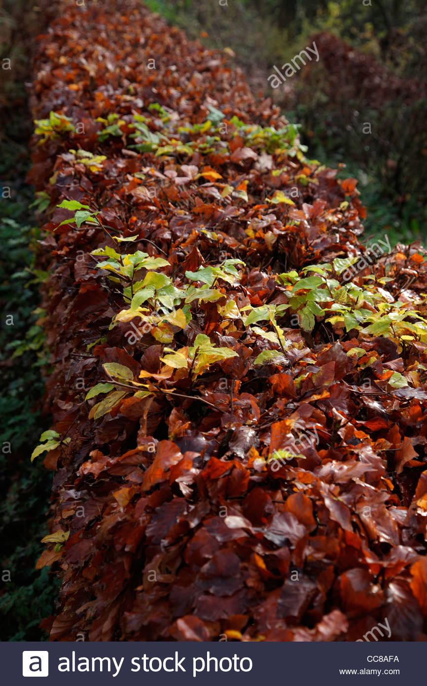 Fagus sylvatica a Beech hedge cut in early August will