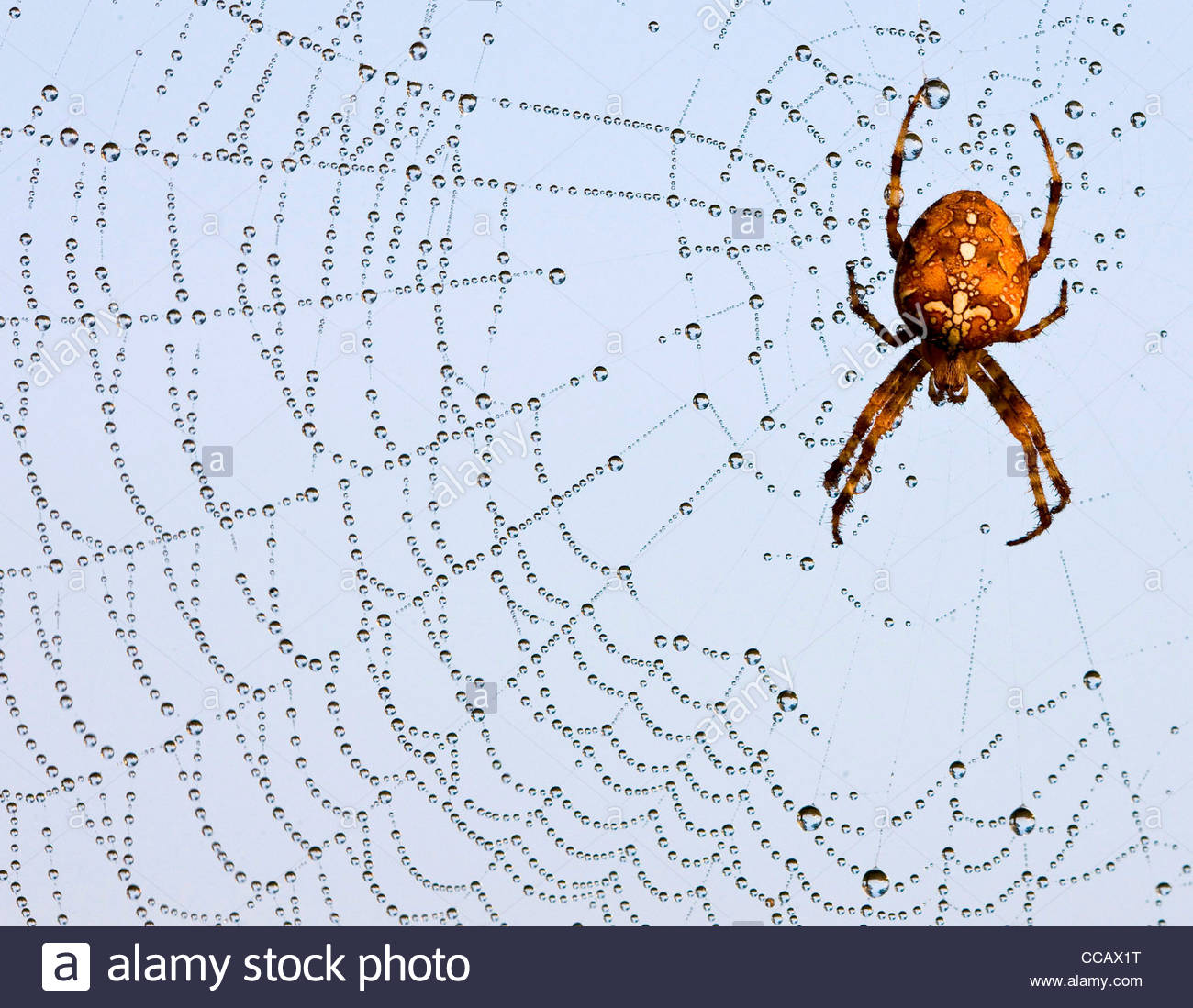 epa02381188_A_European_garden_spider_Ara