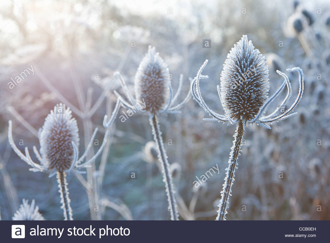 Frost covered cow parsley stalks in winter Stockfoto, Lizenzfreies Bild 42038489 Alamy